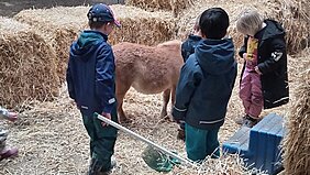 Das Bild zeigt Kinder im Vorschulalter auf dem Bauernhof bei den Tieren